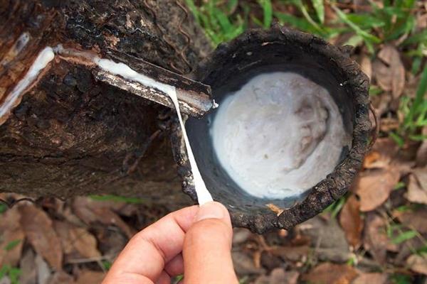 Filipinler doğal gum endüstrisini yeniden diriltmeye çalışıyor. 